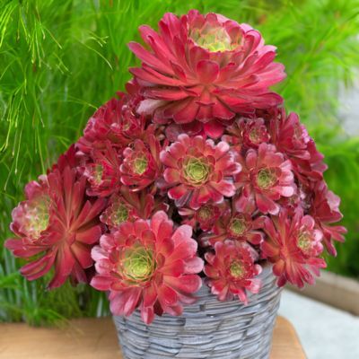 SEMPONIUM Sienna Surreal ®  - Leaderplant