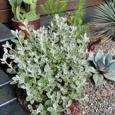 Seneçon gris - Leaderplant