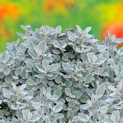 Seneçon gris - Leaderplant