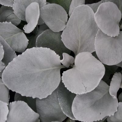 Sénécio blanc Angel Wings ® - Leaderplant