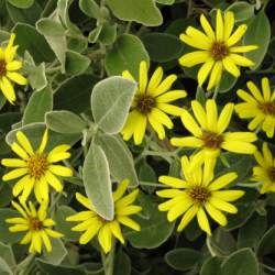 Senecio gris / Senecio Grevy - Leaderplant