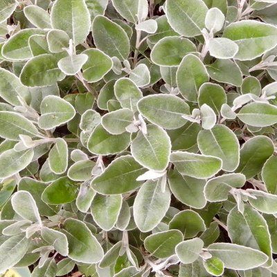 Senecio gris / Senecio Grevy - Leaderplant