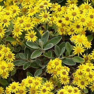 Senecio gris / Senecio Grevy - Leaderplant