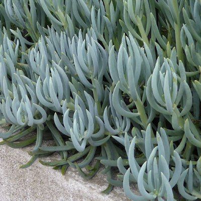 Senecio mandraliscae - Leaderplant