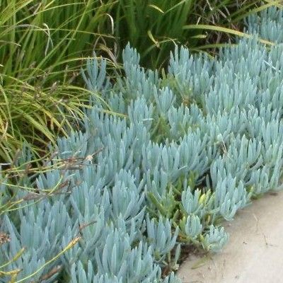 Senecio mandraliscae - Leaderplant
