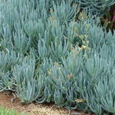 Senecio mandraliscae - Leaderplant