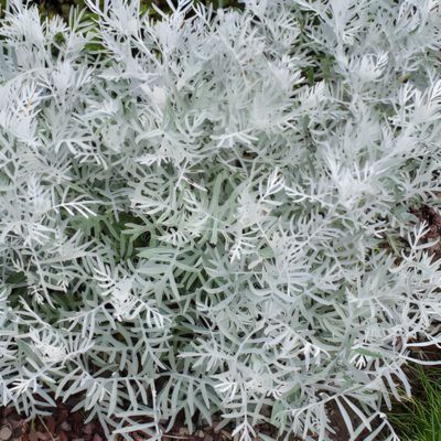 Kit jardinière blanche pour Noël - Leaderplant