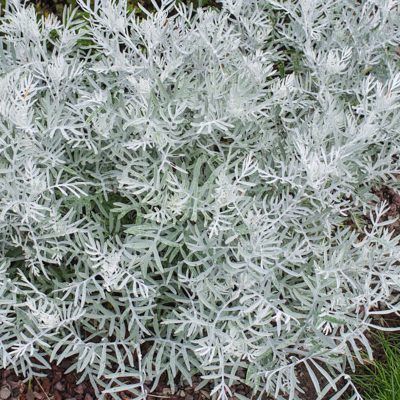 Senecio Vira Vira - Senecio leucostachys - Leaderplant