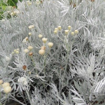 Senecio Vira Vira - Senecio leucostachys - Leaderplant