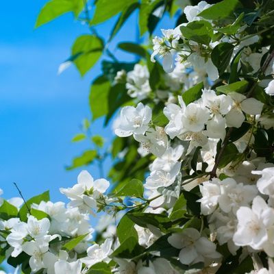 Seringat compact Siberregen Silver Shower  - Leaderplant