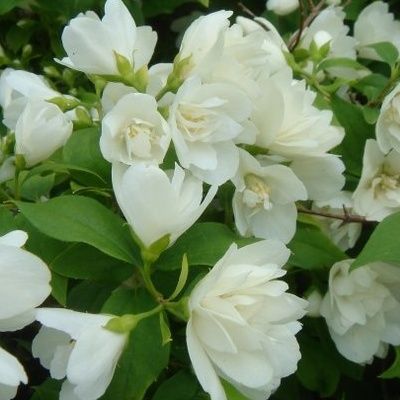 Seringat nain Manteau d'Hermine - Leaderplant