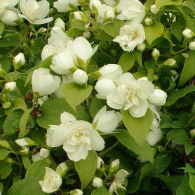 Seringat nain Manteau d'Hermine - Leaderplant