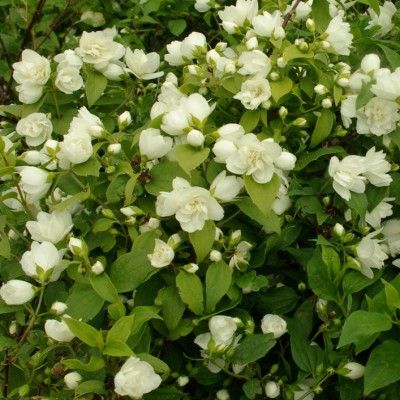 Seringat nain Manteau d'Hermine - Leaderplant