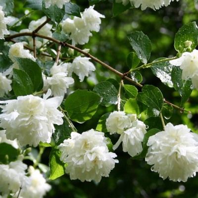 Seringat Virginal - Leaderplant