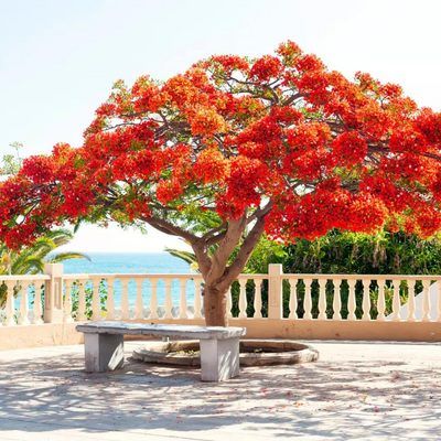 Flamboyant d'Hyères, Sesbania punicea - Leaderplant