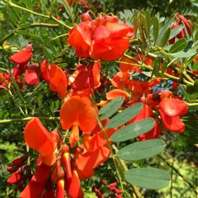 Flamboyant d'Hyères, Sesbania punicea - Leaderplant