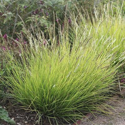 Graminée Seslérie d'Automne - Leaderplant