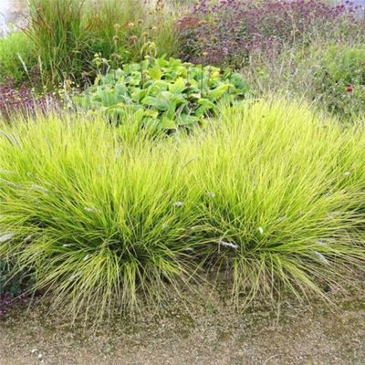 Graminée Seslérie d'Automne - Leaderplant