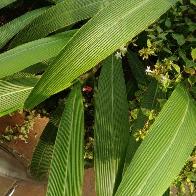 Setaire à feuilles de Palmier - Graminée Setaria - Herbe Palmier - Leaderplant