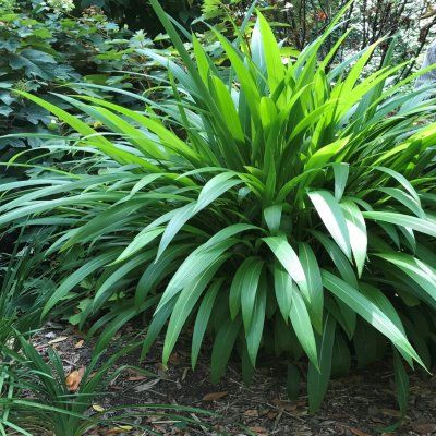 Setaire à feuilles de Palmier - Graminée Setaria - Herbe Palmier - Leaderplant
