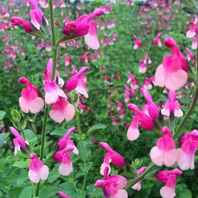 Sauge bicolore 'Shell Dancer' ® - Leaderplant