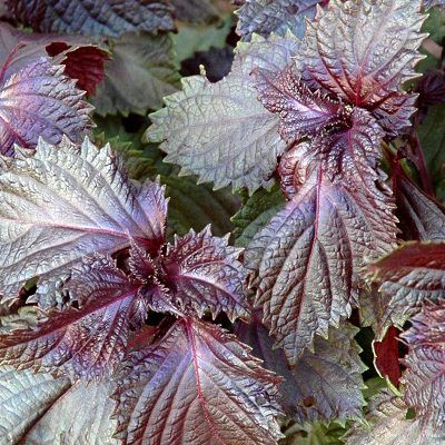 Périlla pourpre de Nankin - Shiso - Leaderplant