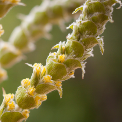 Sideritis scardica - Thé des montagnes - Leaderplant