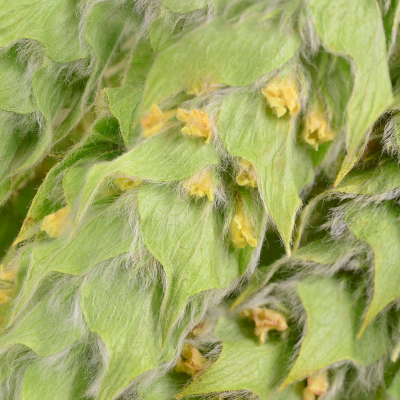 Sideritis scardica - Thé des montagnes - Leaderplant