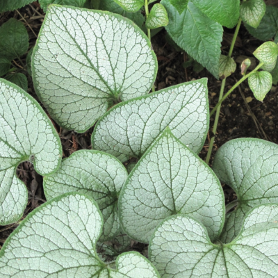 Brunnera - Myosotis du Caucase Silver Spear - Leaderplant