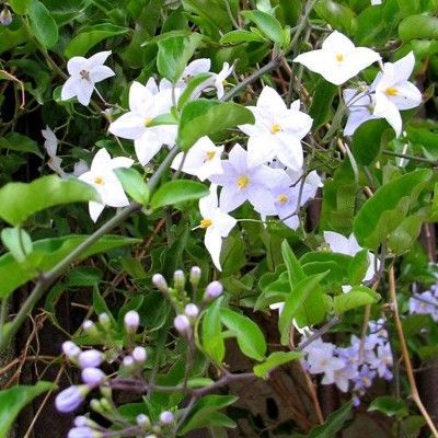 Morelle faux jasmin - Leaderplant