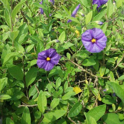 Solanum rantonnetii / Morelle bleu  - Leaderplant