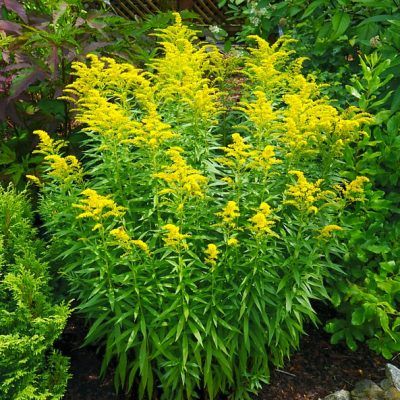 Solidago nain Golden Dwarf - Verge d'Or - Leaderplant