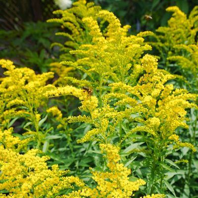 Solidago nain Golden Dwarf - Verge d'Or - Leaderplant