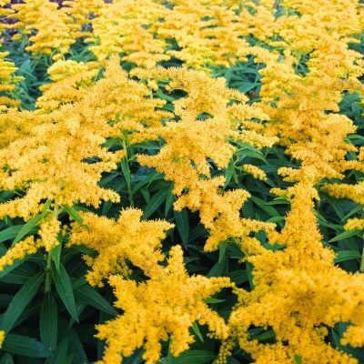 Solidago nain Golden Dwarf - Verge d'Or - Leaderplant