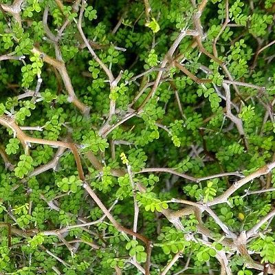 Sophora nain Little Baby - Leaderplant