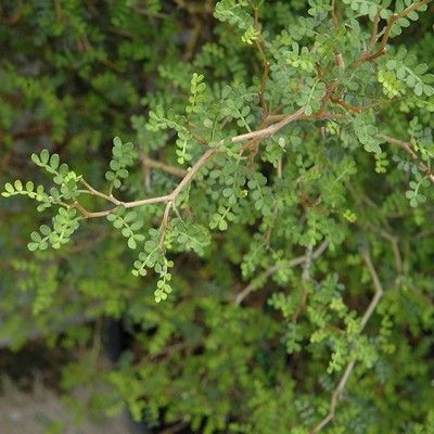 Sophora nain Little Baby - Leaderplant