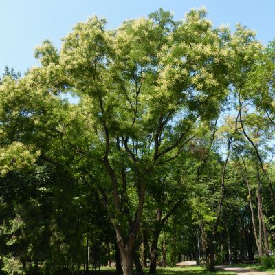 Sophora du Japon - Arbre des Pagodes  - Leaderplant