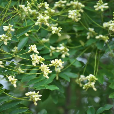 Sophora du Japon - Arbre des Pagodes  - Leaderplant
