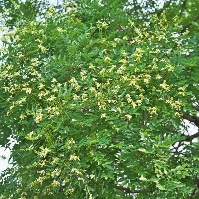 Sophora du Japon - Arbre des Pagodes  - Leaderplant