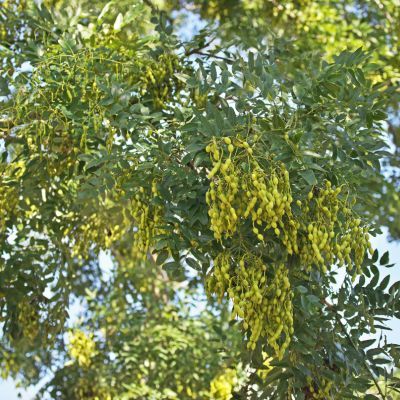 Sophora du Japon - Arbre des Pagodes  - Leaderplant