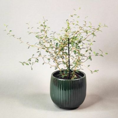 Sophora nain Little Baby - Leaderplant