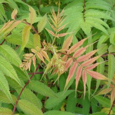 Sorbaria Sem - Leaderplant