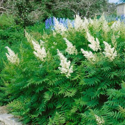 Sorbaria Aitchisonii - Leaderplant