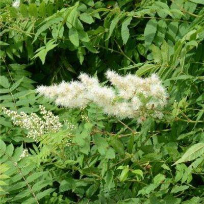 Sorbaria Aitchisonii - Leaderplant