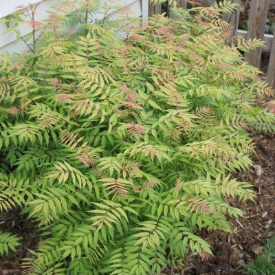 Sorbaria Sem - Leaderplant