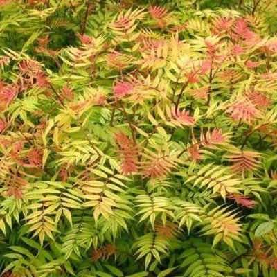 Sorbaria Sem - Leaderplant