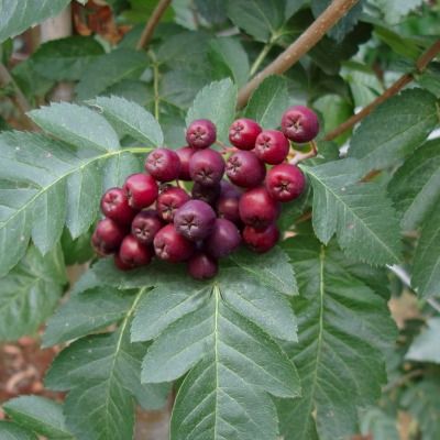 Sorbaronia fallax Titan - Leaderplant