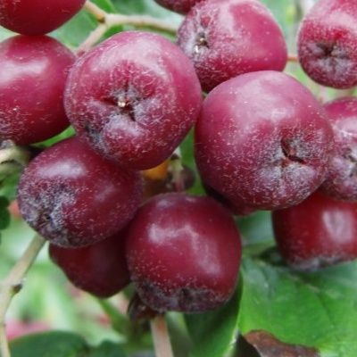 Sorbier à fruits Burka - Leaderplant