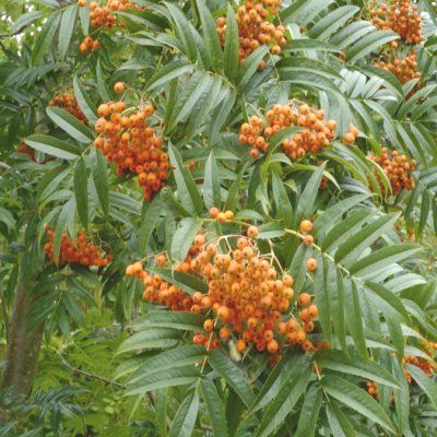 Sorbier des oiseaux Dodong - Leaderplant