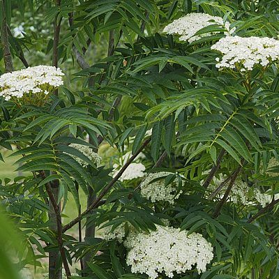 Sorbier des oiseaux Dodong - Leaderplant